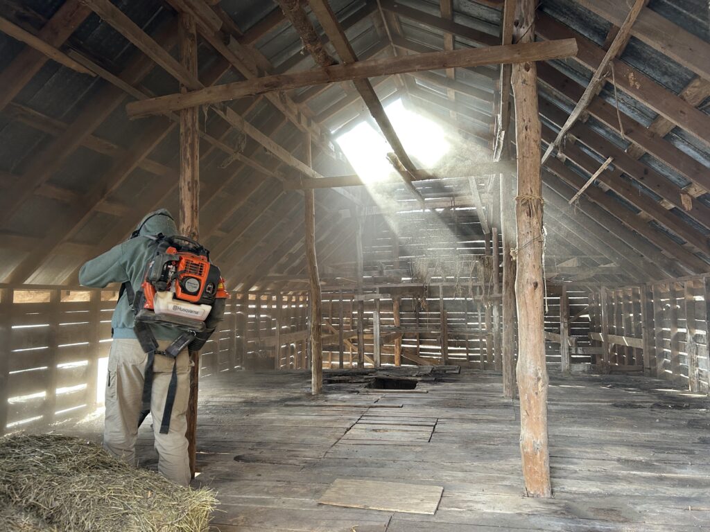 Worker using a backpack leaf blower to clear dust and other organic matter from barn floor